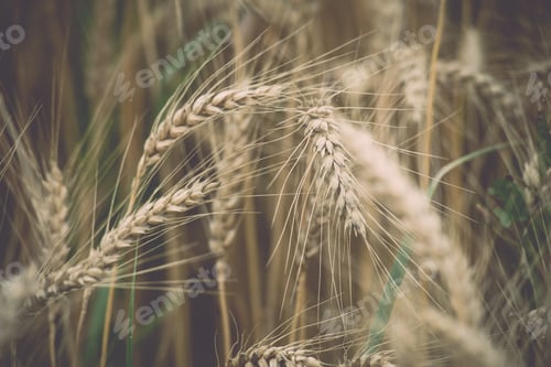 Preview: Yellow Wheat Field Close Up Macro Photograph With Abstract Texture - Vintage Toned Image