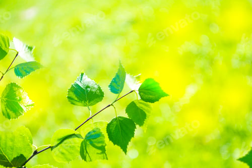 Preview: Young Fresh Green Leaves. Natural Background. Spring Background With Bright Fresh Birch Foliage In