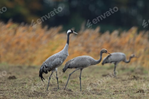 Preview: Common Cranes Grus Grus In The Field Mecklenburg ,Germany