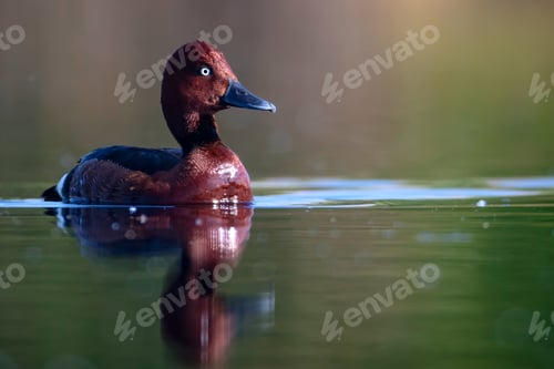 Preview: Swimming Duck. Natural Lake Habitat Background. Bird: Ferruginous Duck. Aythya Nyroca.