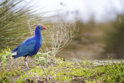 Preview: Blue, Purple Bird Swamphen Purple Swamphen Porphyrio Porphyrio