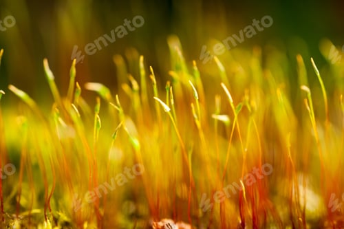 Preview: Abstract, Colorful Composition With Blurred Moss Flowers In Spring