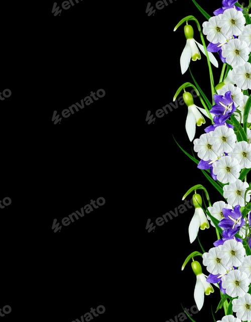 Preview: Snowdrop Flower Isolated On Black Background