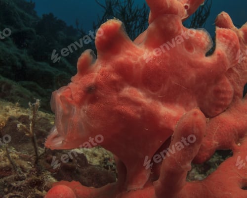 Preview: Frogfish (Anglerfish)