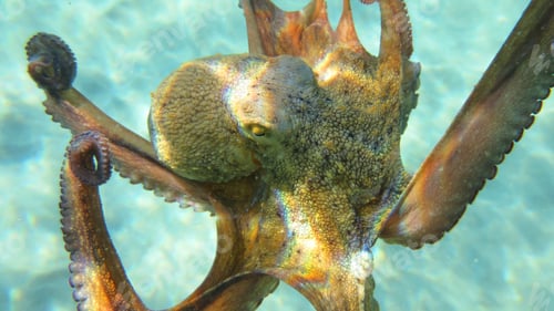 Preview: Underwater Photo Of Small Octopus In Turquoise Tropical Clear Waters