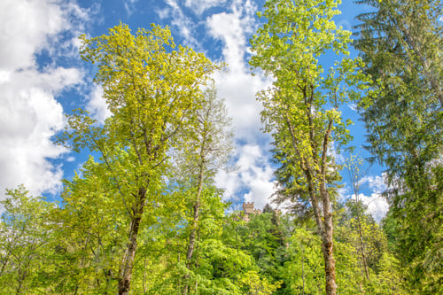 Preview: Green Trees Of Park Near Hohenschwangau Castle