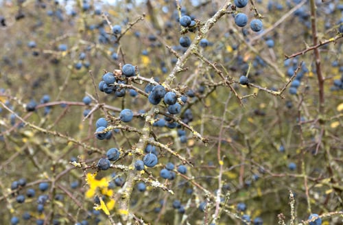 Preview: Ripe Blueberries On A Bush