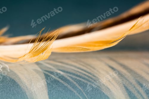 Preview: Colorful Hen Feather With Details And Reflexions