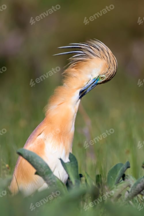 Preview: Heron. Nature Background. Bird: Squacco Heron. Ardeola Ralloides