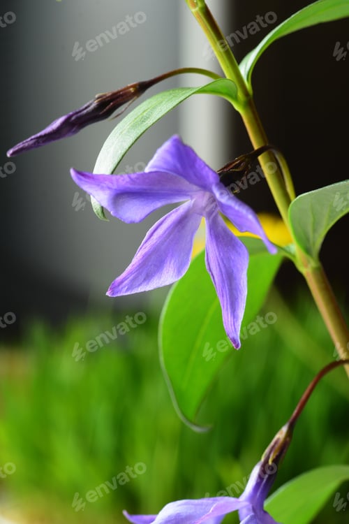 Preview: Vinca Major (Greater Periwinkle)