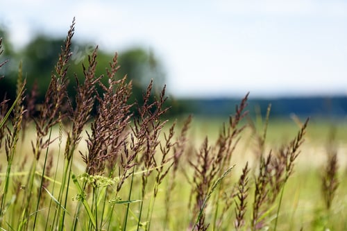 Preview: Field With Summer Flowers Blooming With Blur Background