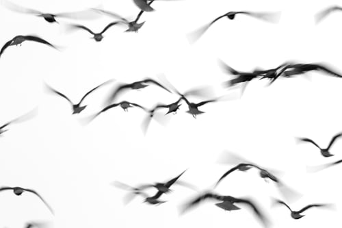 Preview: A Slow Shutter Motion Blur Photograph Of Black-Headed Gulls Flying At Tubli Bay, Bahrain