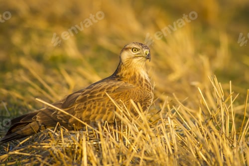 Preview: Wild Bird Buzzard And Dry Grass Long-Legged Buzzard / Buteo Rufinus