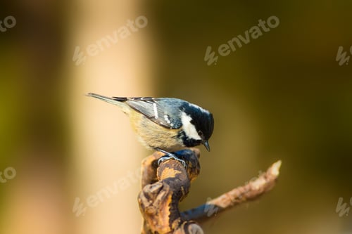 Vista previa: Cute Little Bird. Clean Background. Yellow Green Nature Background.