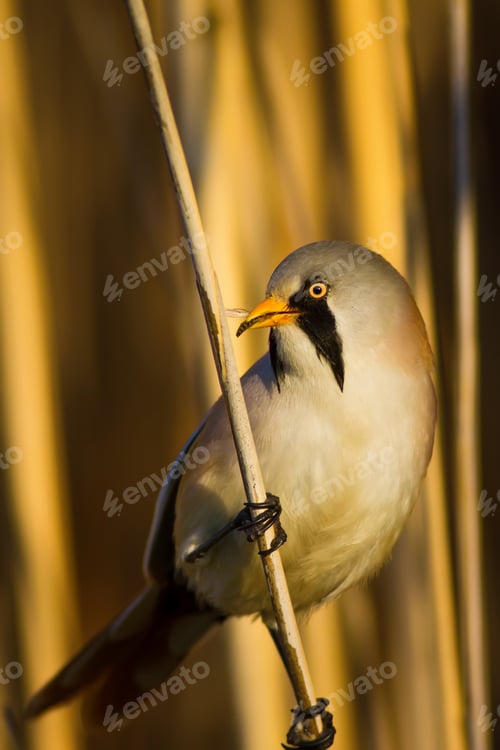 Preview: Funny, Bearded Bird. Nature Background.