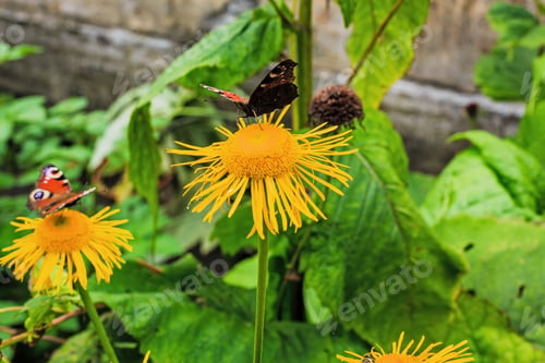 Preview: Beautiful Butterflies On The Flowers Of Inula High (Inula Helenium L. )