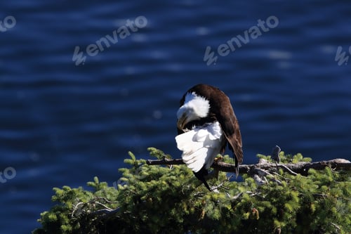 Preview: Bald Eagle Vancouver Island Canada