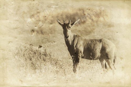 Preview: Topi Antelopes In The Serengeti National Park, Great Rift Valley, Tanzania, Africa