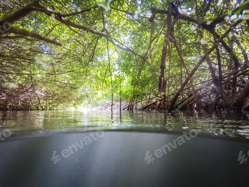 Preview: Mangroves Views Around The Small Caribbean Island Of Curacao