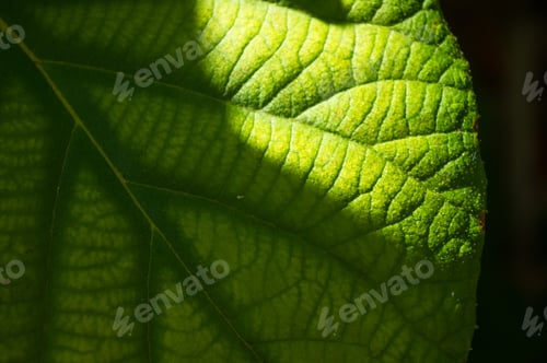 Preview: Green Kiwi Leaves On The Vine, Close Up