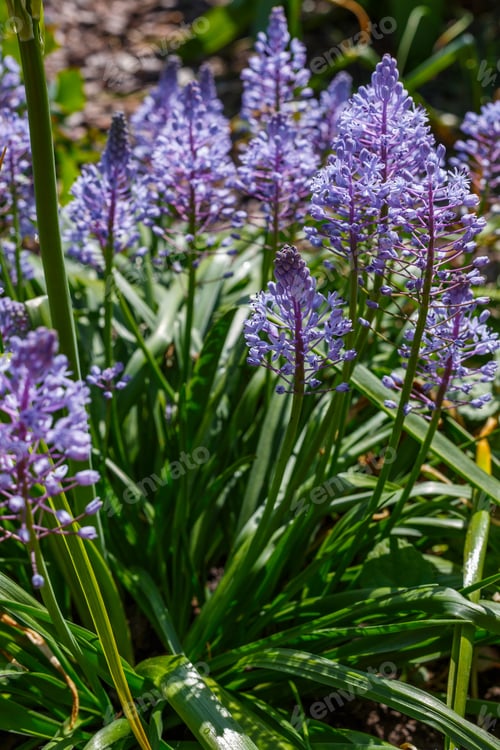 Preview: Blue Flower Scilla Litardieri, Hyachinthaceae, In Spring Or Summer Garden