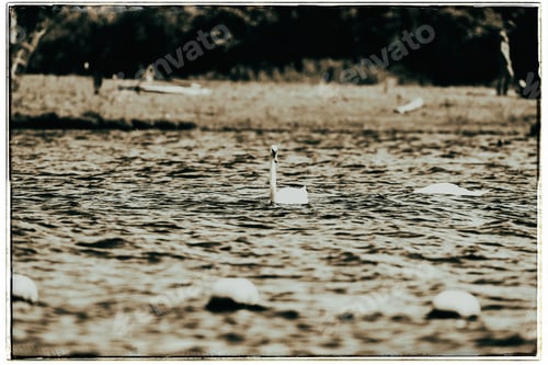 Preview: Old Fashioned Black And White Photo Of Mute Swan (Cygnus Olor), Swimming, Leiden, The Netherlands