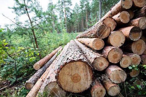 Preview: A Big Pile Of Wood In A Forest Road.