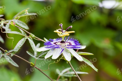 Preview: Passion Flower (Passiflora Incarnata) With Details