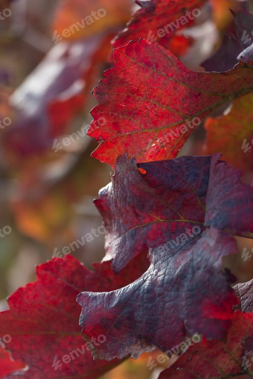 Preview: Autumn Grape Plants In The Czech Republic