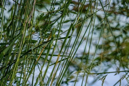 Preview: Green Foliage Vegetation Abstract Texture From Leaves And Plants In Summer