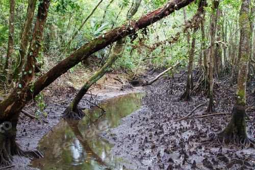 Preview: Mangroves In Daintree National Park, Queensland, Australia