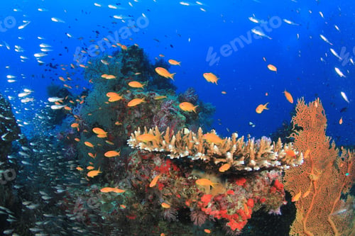 Preview: Coral Reef, Fish And Ocean