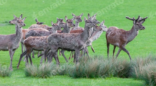 Preview: Deers In Sainte Croix, France