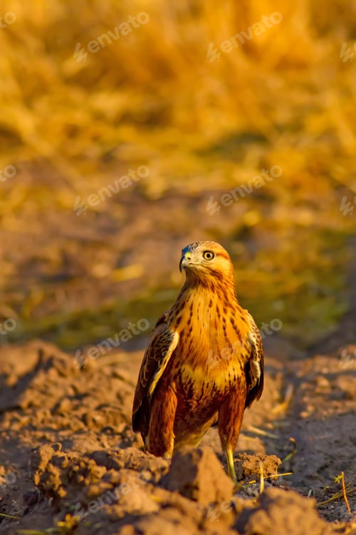 Preview: Wild Bird. Buzzard. Natural Backgroun.