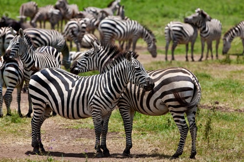 Preview: Zebras In The Ngorongoro Crater, Tanzania
