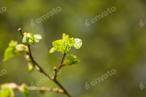 Preview: Young Fresh Linden Leaves On Twig. Branch Of Linden Tree With New Leaves In Spring.