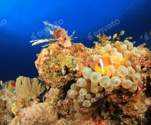 Preview: Lionfish And Red Sea Anemonefish