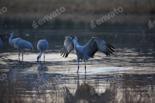 Preview: Sandhill Crane Bosque Del Apache Wildlife Reserve New Mexico Usa