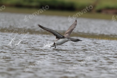 Preview: Red-Throated Loon (North America) Or Red-Throated Diver (Britain And Ireland) Iceland