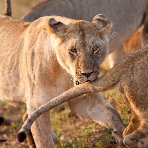 Preview: African Lioness In The Maasai Mara National Park, Kenya