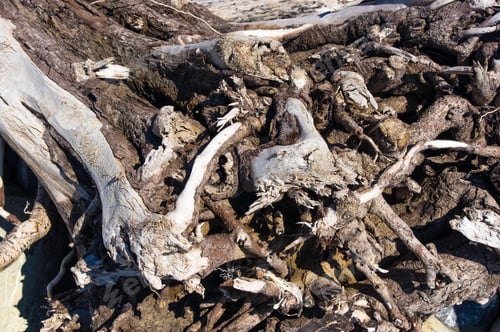 Preview: Driftwood, Washed Up By The Sea On A Pebble Beach On A Warm Summer Day