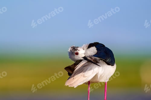 Preview: Common Water Bird. Black Winged Stilt. Himantopus Himantopus. Green Blue Nature Background.
