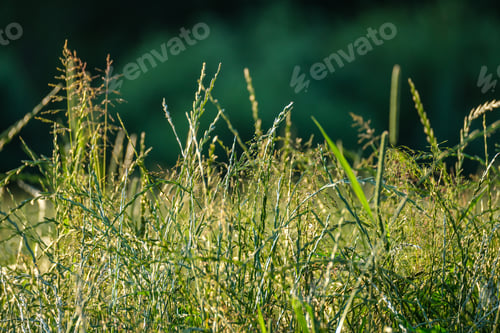 Preview: Summer Meadow Grass And Weed Texture. Abstract Green Foliage Blur Background With Shallow Depth Of