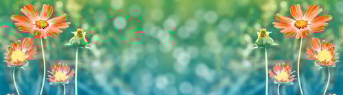 Preview: Colorful Cosmos Flowers On A Background Of Summer Landscape.