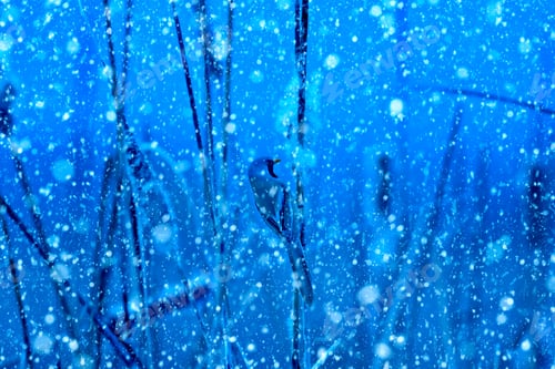 Preview: Winter Season And Animals. Falling Snow. Blue Nature Background. Bearded Reedling.