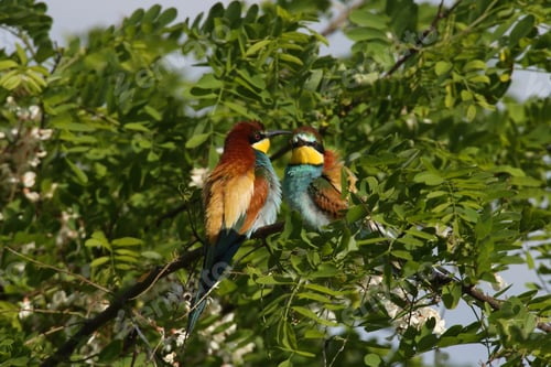 Preview: European Bee-Eater (Merops Apiaster) Germany (East)
