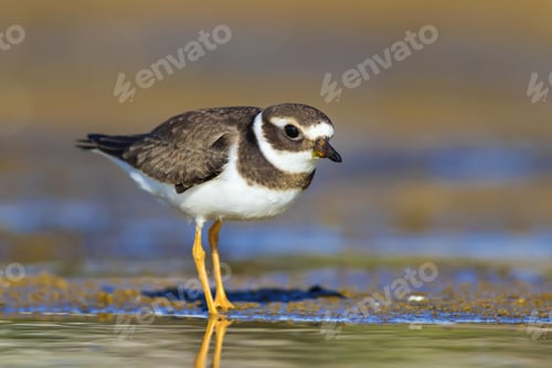 Preview: Nature And Bird. Cute Little Common Water Bird. Colorful Nature Background. Bird: Common Ringed