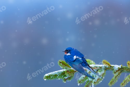 Preview: Winter And Nature. Cold Day And A Lone Bird. Blue Nature Background.