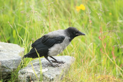 Preview: Grey Crow , Hooded Crow, Corvus Cornix Norway