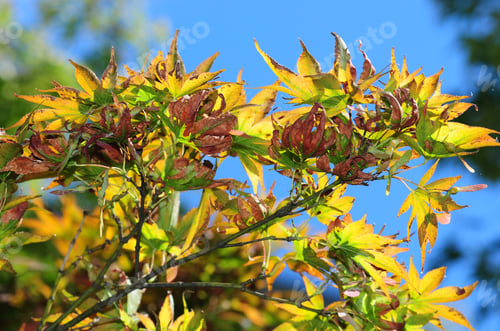 Preview: Japanese Maple (Acer Palmatum) Foliage In Autumn Colors